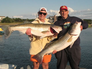 40lb and 34lb Striped Bass