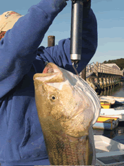Memorable 40lber!