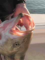 40lb Striped Bass