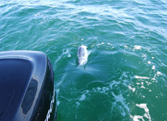 Landing Striped Bass on Reel Deal