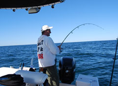 Fighting Striped Bass on Light Tackle