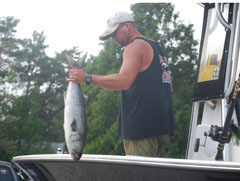 Captain Bobby Rice Unloading Bluefish