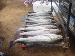 Another Excellent Reel Deal Fishing Charter