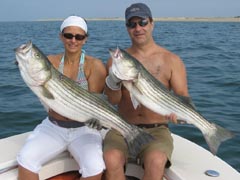 Striped Bass Catch On Truro Fishing Charter