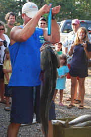 36lb Striped Bass in August