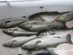 Life is Good On The Water