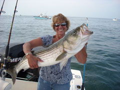 A Midsummer's Striped Bass Dream