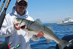 Early Summer Striped Bass