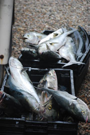 July Cape Cod Fishing Charter