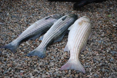 July Cape Cod Fishing Charter