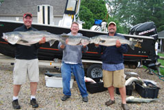 Large Striped Bass Keepers on Reel Deal