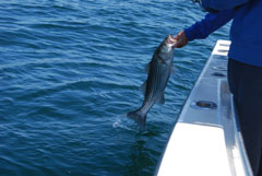 Light Tackle Fishing Charters