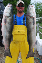 Nice Pair of Striped Bass Keepers