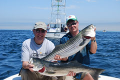 RonZ Rubber Baits Magic Continues for the Striped Bass