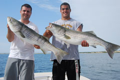 RonZ Rubber Baits Magic Continues for the Striped Bass