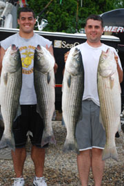 RonZ Rubber Baits Magic Continues for the Striped Bass