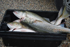 Several Striped Bass Keepers on Reel Deal
