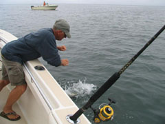 Striped Bass on Cape Cod Fishing Charter