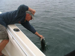 Striped Bass on Cape Cod Fishing Charter