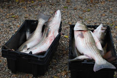 Striped Bass on Cape Cod Fishing Charter
