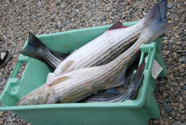 Afternoon Striped Bass Fishing - July 11, 2010