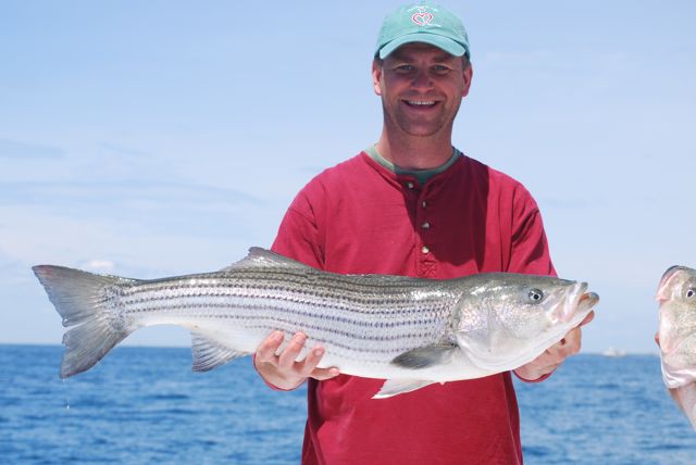 Striped Bass Fishing Stays Strong aboard Reel Deal - June 9, 2010