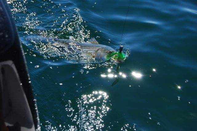 Excellent Labor Day Striped Bass Fishing! - September 6, 2010