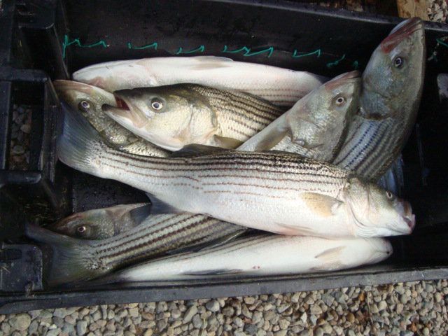 Late Season Striped Bass Fishing - September 26, 2010