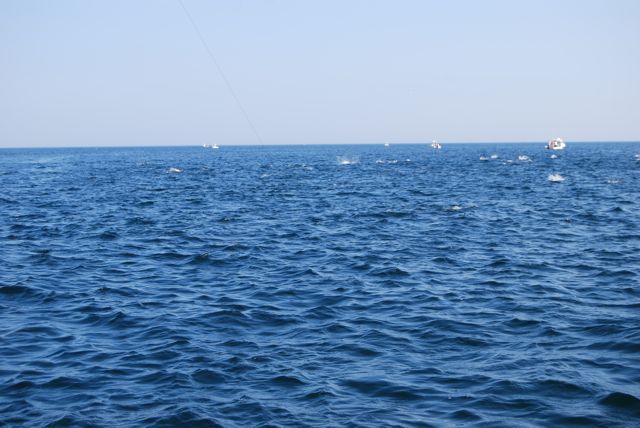 Reel Deal II's Topwater Tango - July 18, 2010