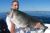Big Striped Bass on Reel Deal II - August 11, 2011