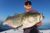 Spinning Rod Striped Bass - August 17, 2011