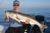 Another Keeper for Guides Choice Striper Slider - July 23, 2011