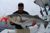 Jigging Up Striped Bass - July 26, 2011