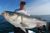 Still Some Big Bass Around! - September 30, 2011