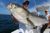 Still Some Big Bass Around! - September 30, 2011
