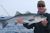 Superb Striped Bass Fishing - July 18, 2011