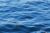 Striped Bass Chasing Surface Plug - June 7, 2011