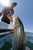 RonZ Stripers! - July 10, 2011