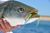 RonZ Stripers! - July 10, 2011