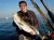 Great Striped Bass Fishing Continues! - September 3, 2011
