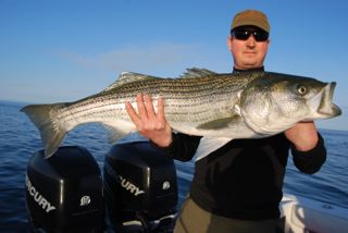 Big Stripers off Cape Cod! - June 11, 2012