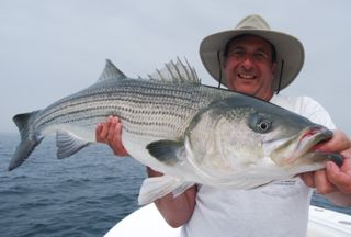 Awesome Striped Bass Fishing - August 11, 2012