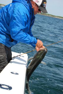 Birthday Striped Bass Fishing - June 1, 2012