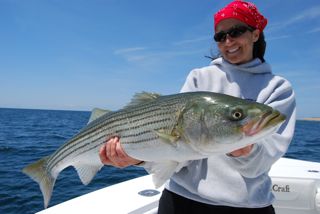 Birthday Striped Bass Fishing - June 1, 2012