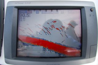 The Stripers are Here! - May 18, 2012