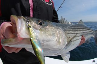 The Stripers are Here! - May 18, 2012