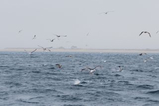 Busting the Surface - May 28, 2012