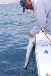 Memorial Day Striped Bass Fishing - May 28, 2012