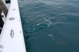 Tight Lines on Cape Cod Fishing Charter - May 25, 2012