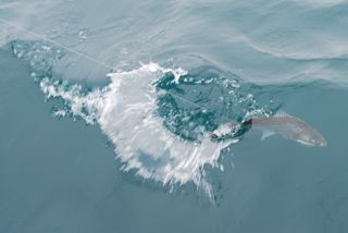 Tight Lines on Cape Cod Fishing Charter - May 25, 2012